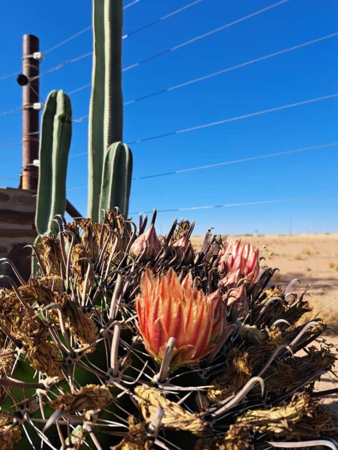 Koha Guesthouse Mariental Eksteriør billede